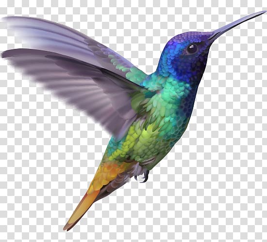Hummingbird Lucifer sheartail, Bird transparent background PNG clipart