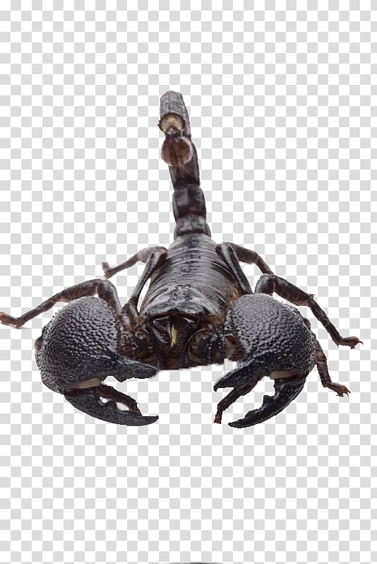 Emperor scorpion , Black Scorpion transparent background PNG clipart