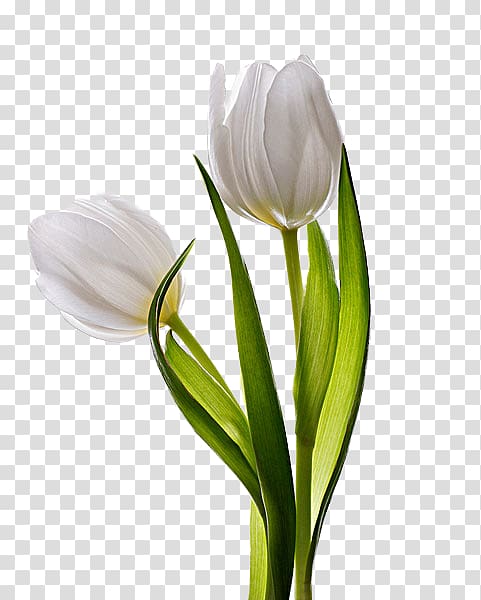 two white tulip flowers, Tulip Flower, tulip transparent background PNG clipart