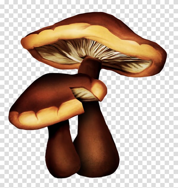 Edible mushroom Drawing Oyster Mushroom, mushroom transparent background PNG clipart