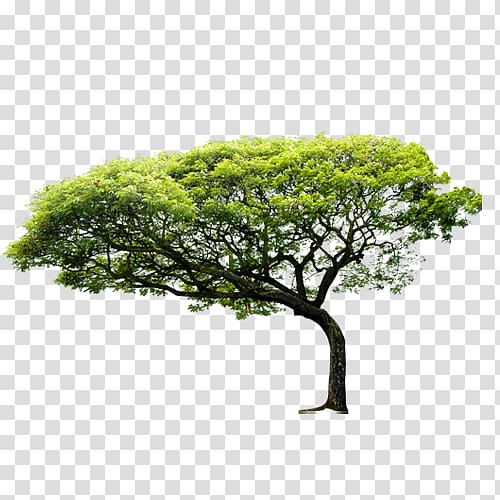 Coastal Regulation Zone Nature Tree Environment Business, Trees transparent background PNG clipart