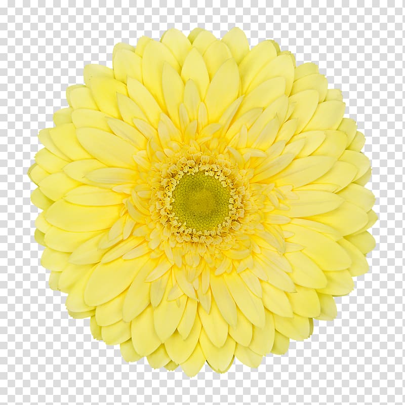 Chrysanthemum Cut flowers Transvaal daisy Yellow, marigold transparent background PNG clipart