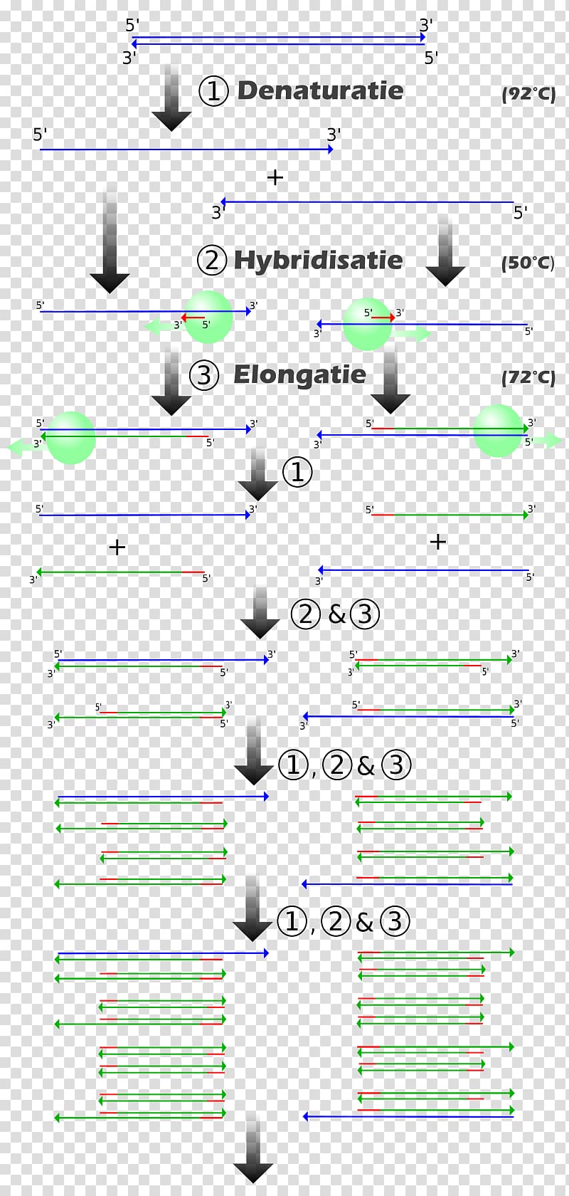 Real-time polymerase chain reaction ENCODE Genetics, others transparent background PNG clipart