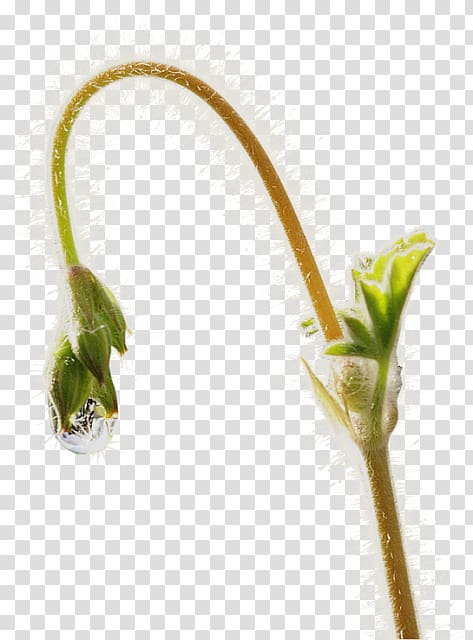 Garden Scorpion grasses Plant stem Flower, Drops For Plants transparent background PNG clipart