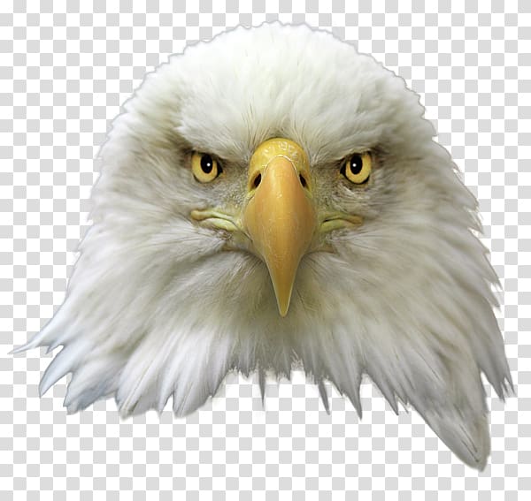 United States Bald Eagle Bird , eagle transparent background PNG clipart