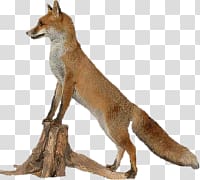 Fox transparent background PNG clipart