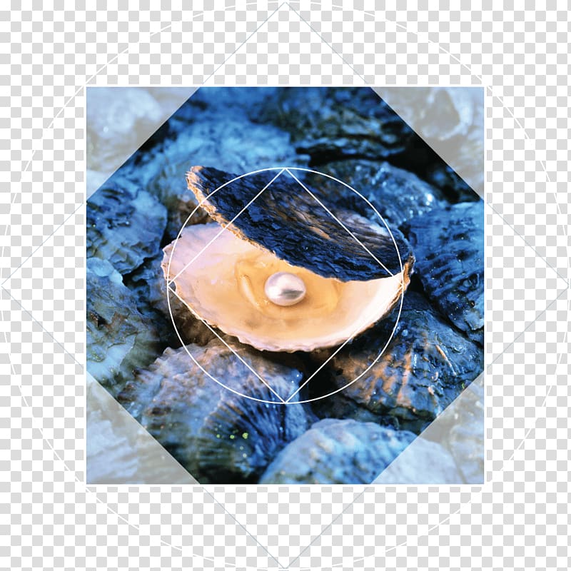 Oyster Pearl hunting Underwater diving Tahitian pearl, oysters transparent background PNG clipart