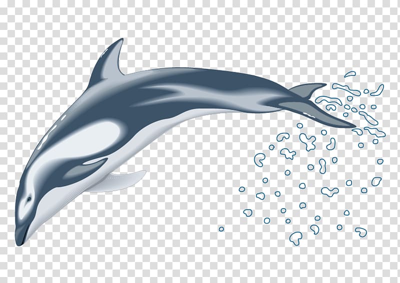 Dolphin Drawing , Dolphins transparent background PNG clipart