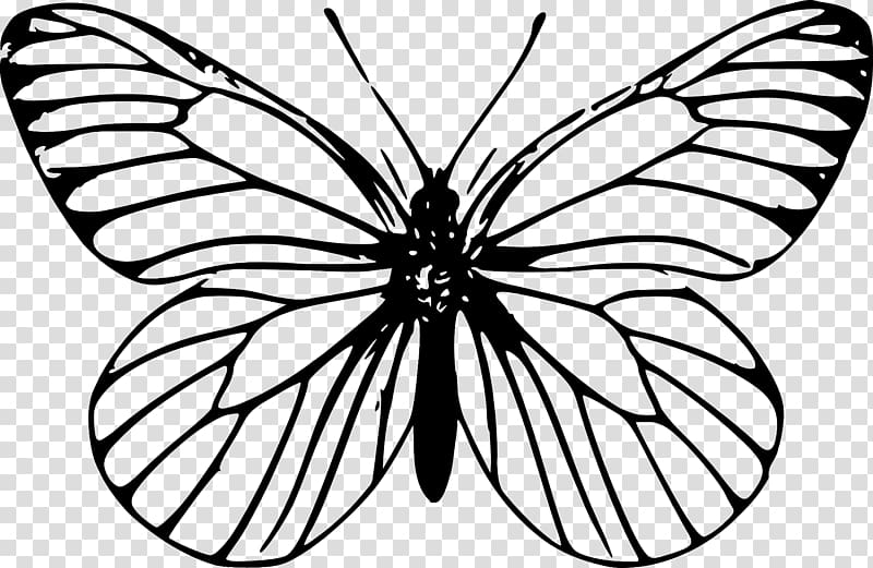 Butterfly Insect Outline Drawing , butterfly transparent background PNG clipart