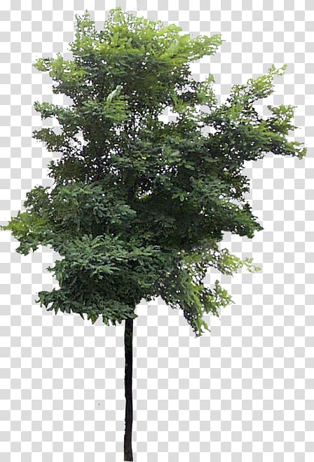 Tree Cercis siliquastrum, tree transparent background PNG clipart