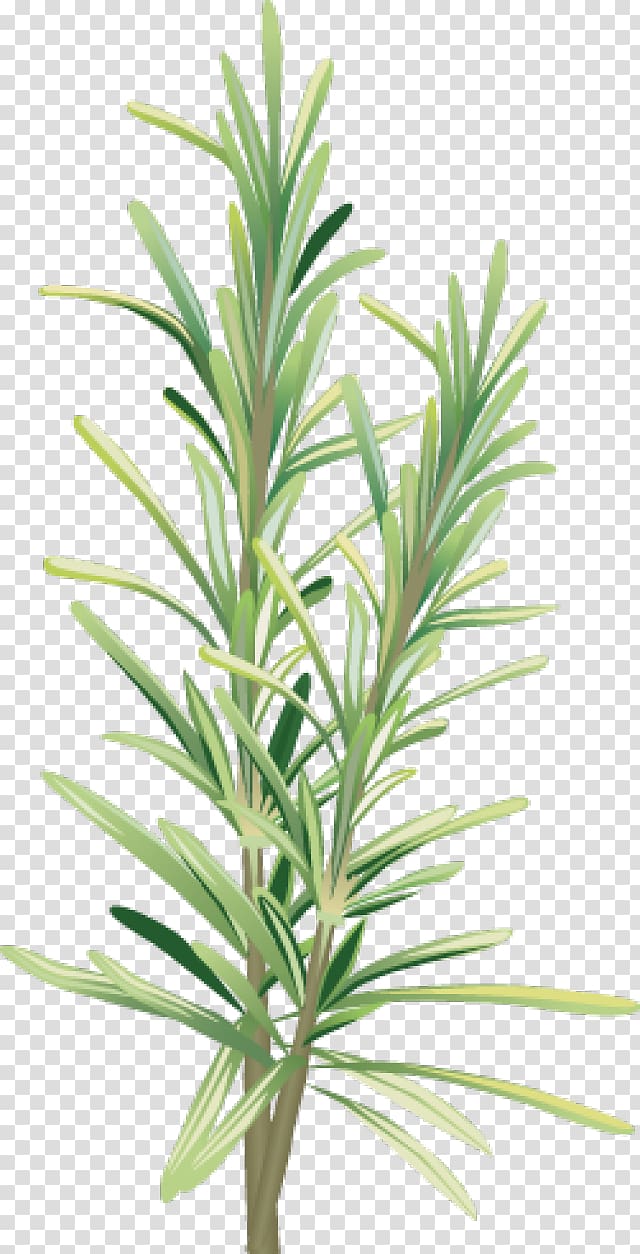 green and white leafed plant illustration, Rosemary Alecrim Herb Spice , Rosemary transparent background PNG clipart