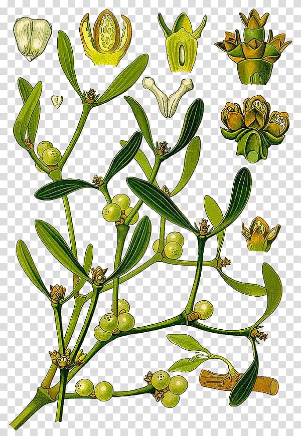 Viscum album Mistletoe Botany Plant, Viscum Album transparent background PNG clipart