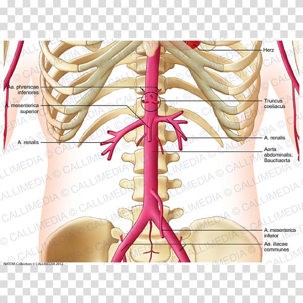 Lateral sacral artery Thumb Celiac artery Human leg, others transparent background PNG clipart
