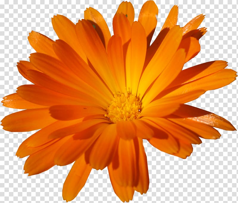 , orange flower transparent background PNG clipart