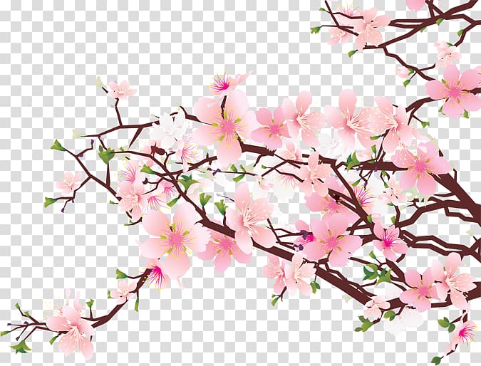 Cherry blossom , Cherry Blossom Art transparent background PNG clipart