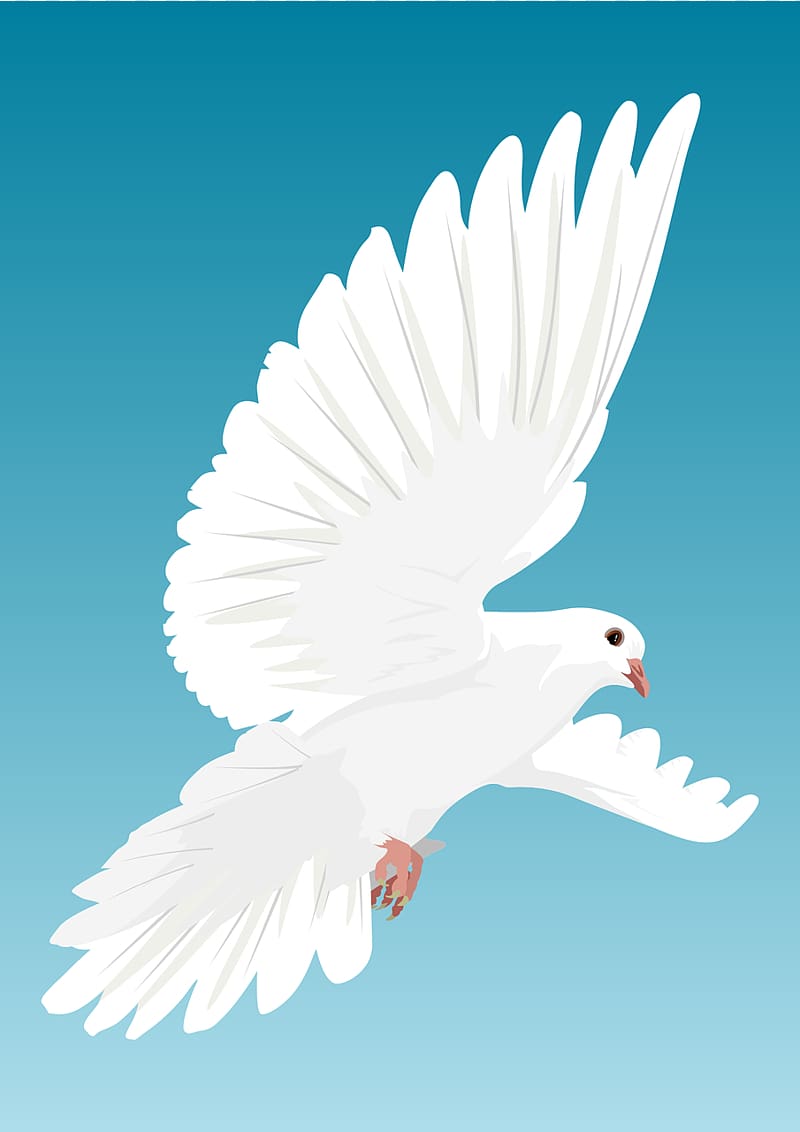 Columbidae Flight Bird Domestic pigeon , DOVE transparent background PNG clipart