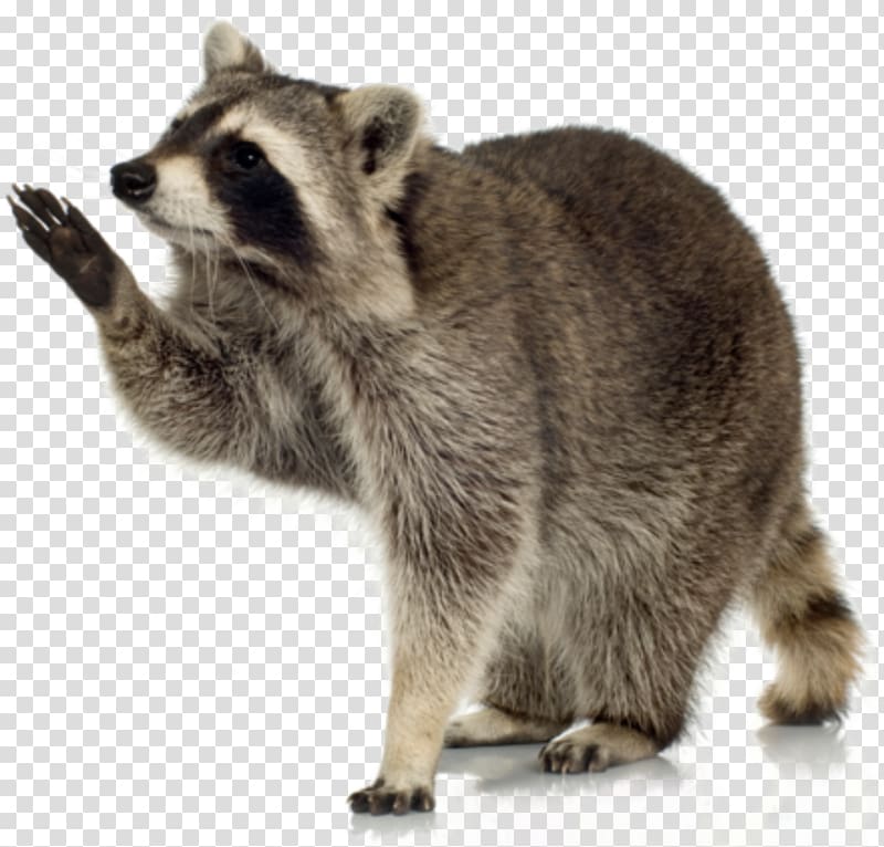 rigby raccoon face