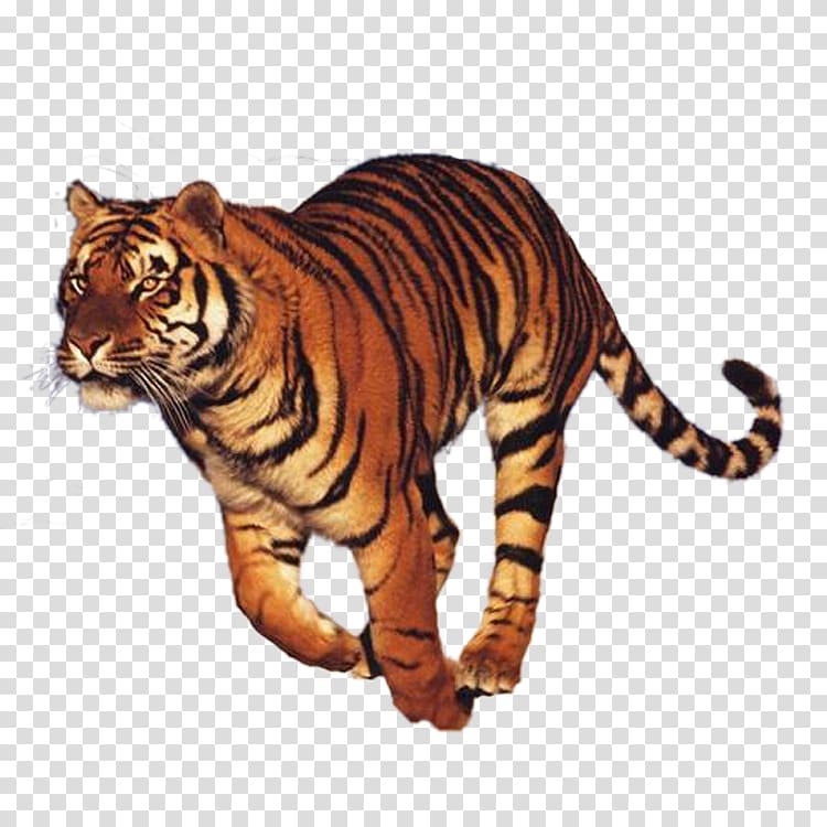 Run Tiger Felidae National Museum of the Civil War Soldier, tiger transparent background PNG clipart