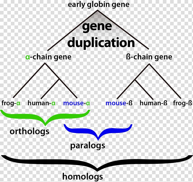 Homology Bioinformatics Gene duplication Evolution, Homology transparent background PNG clipart