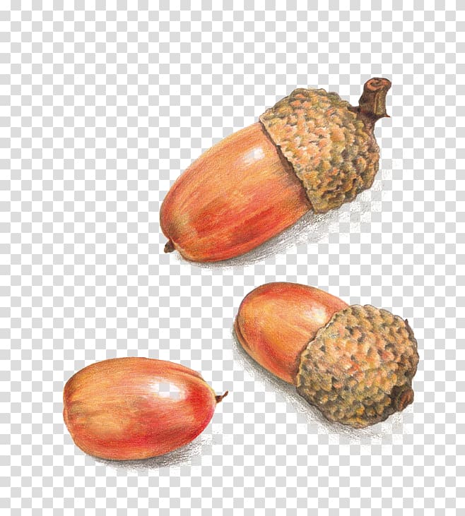 Acorn transparent background PNG clipart