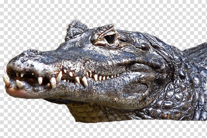 grey crocodile illustration, Caiman Head transparent background PNG clipart