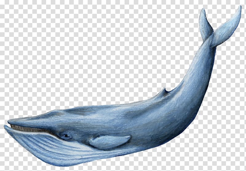 Blue whale, whale transparent background PNG clipart