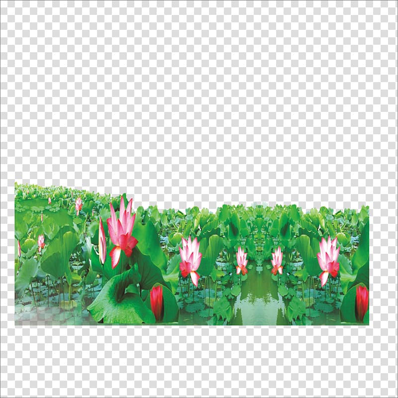 Nelumbo nucifera Petal Leaf Lotus effect, Lotus transparent background PNG clipart