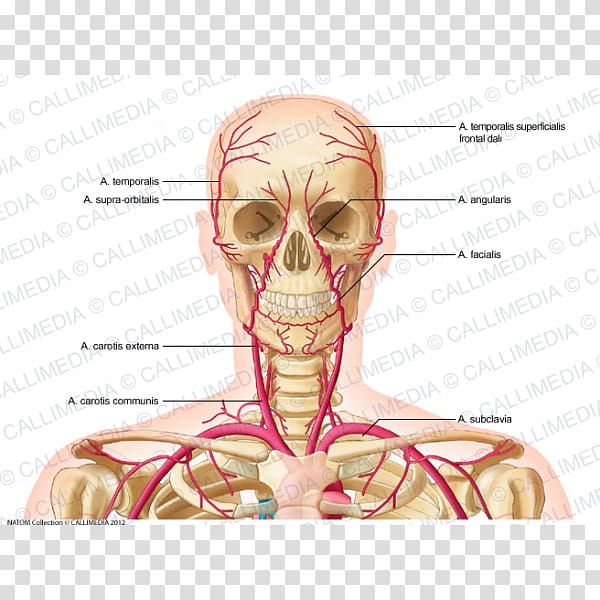 Supratrochlear artery Vein Head and neck anatomy, Anterior Communicating Artery transparent background PNG clipart