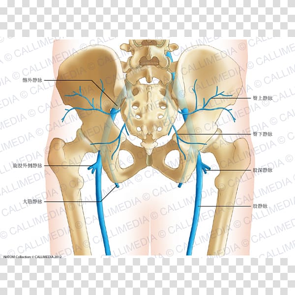 Pelvis Human anatomy Human body Hip bone, others transparent background PNG clipart