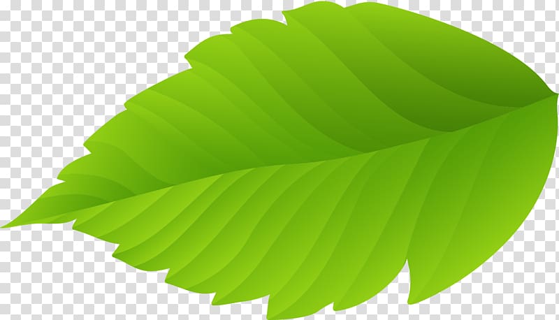 Leaf Nature, Small fresh green leaves transparent background PNG clipart