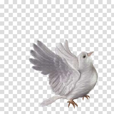 Rock dove Columbidae Bird Wedding , Bird transparent background PNG clipart