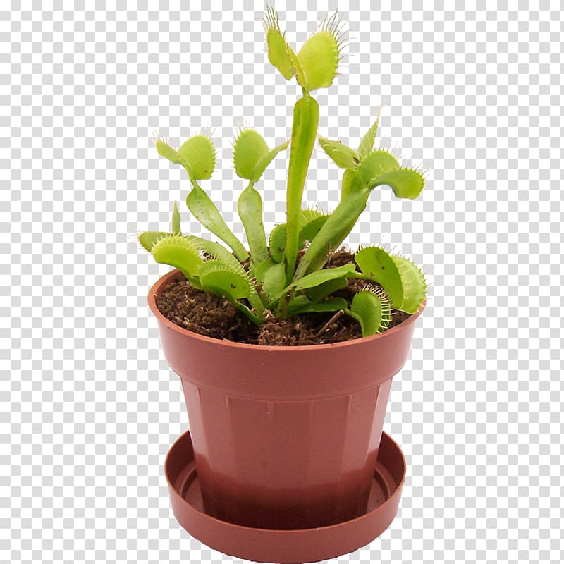 Venus flytrap Carnivorous plant Terrarium Reptile, plant transparent background PNG clipart