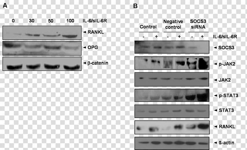 SOCS3 Interleukin 6 Janus kinase 2 STAT3 RANKL, others transparent background PNG clipart