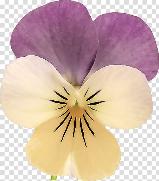 Pansy Organic food Plants Helen Herb, plants transparent background PNG clipart