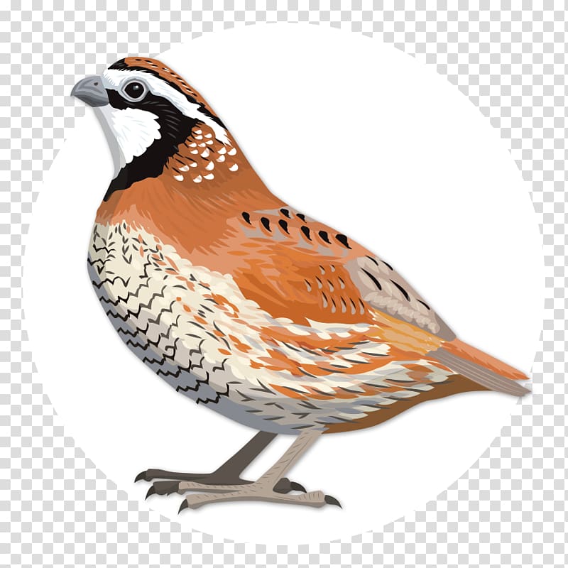 Quail Oyster Bay Birdwatching Northern bobwhite, the feature of northern barbecue transparent background PNG clipart