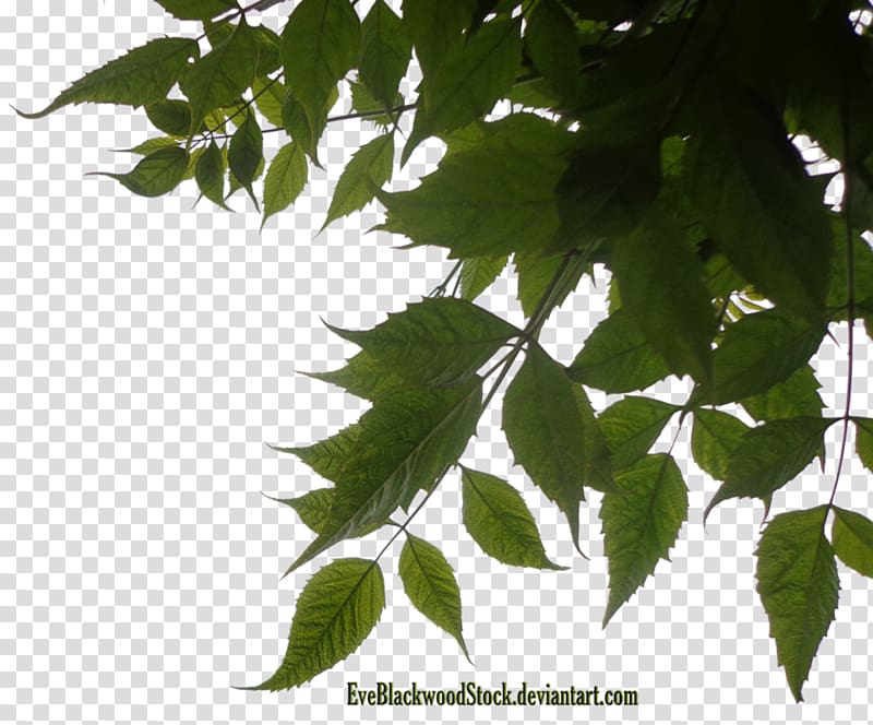 Leaf Tree , greenery transparent background PNG clipart