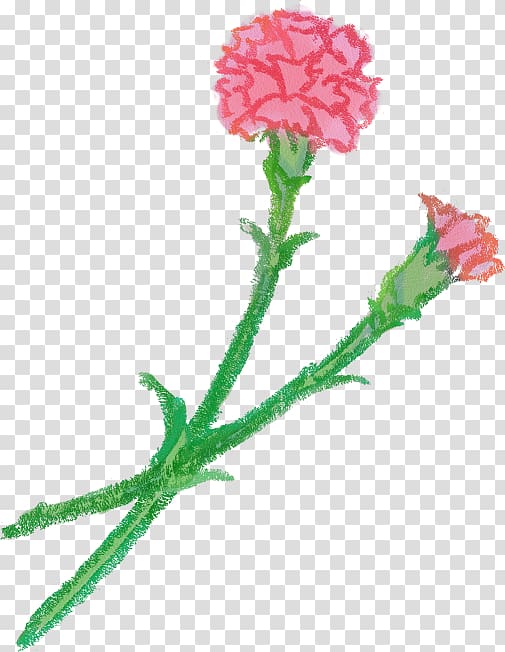 Carnation Cut flowers Petal, carnation transparent background PNG clipart