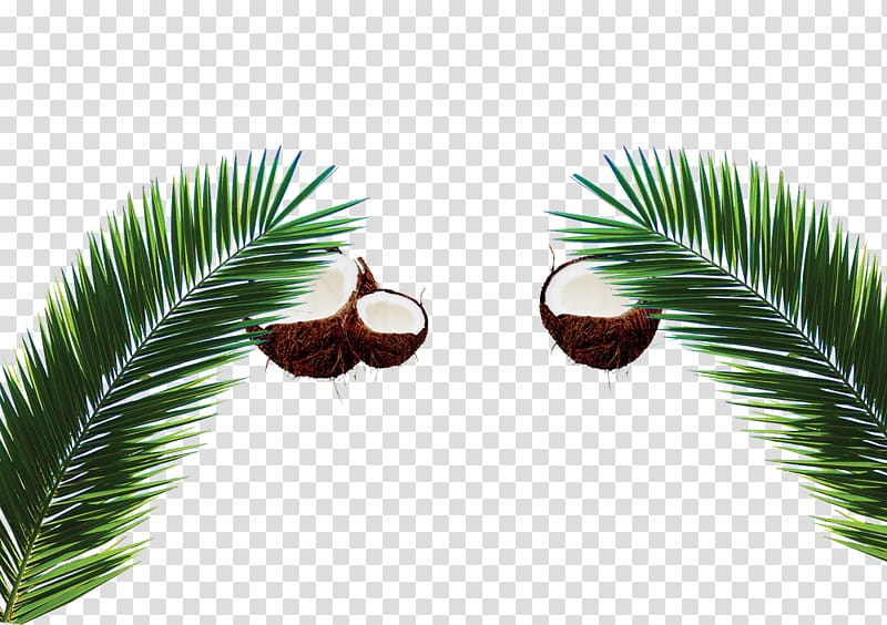 Arecaceae Coconut milk Leaf, coconut transparent background PNG clipart