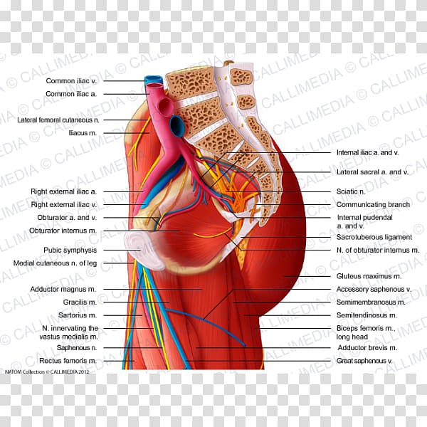 Thigh Nerve Muscle Pelvis Hip, others transparent background PNG clipart