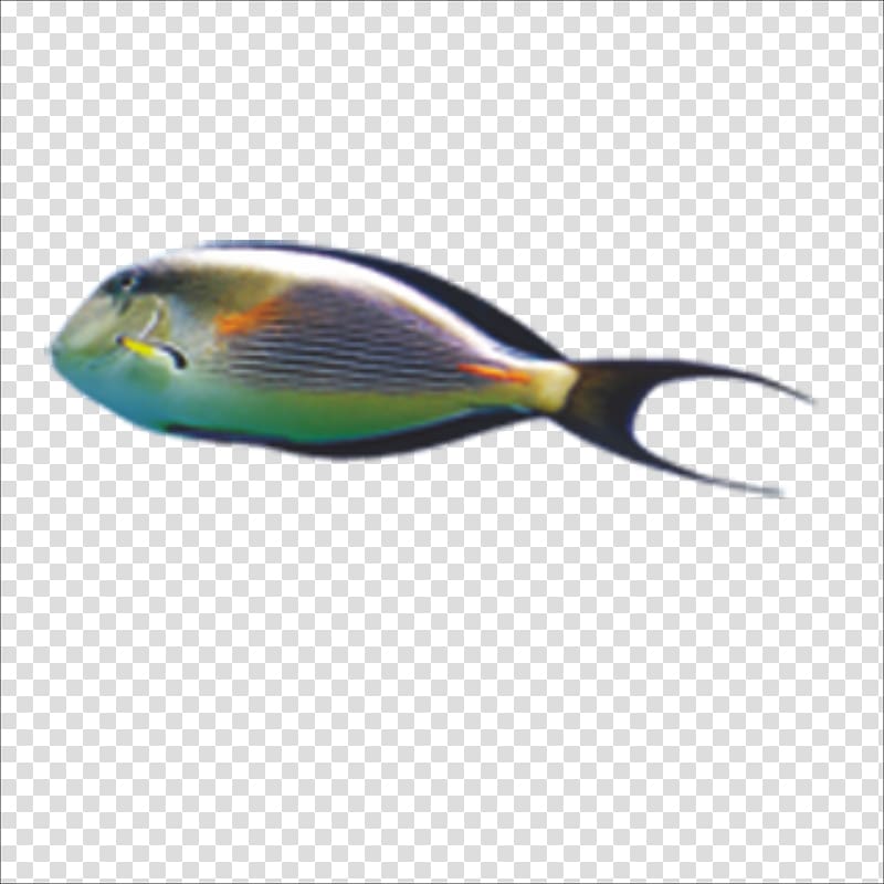 Fish transparent background PNG clipart