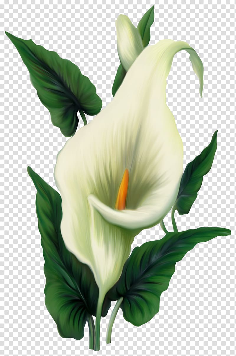 Icon Computer file, Calla Lily , yellow and green calla lilies illustration transparent background PNG clipart