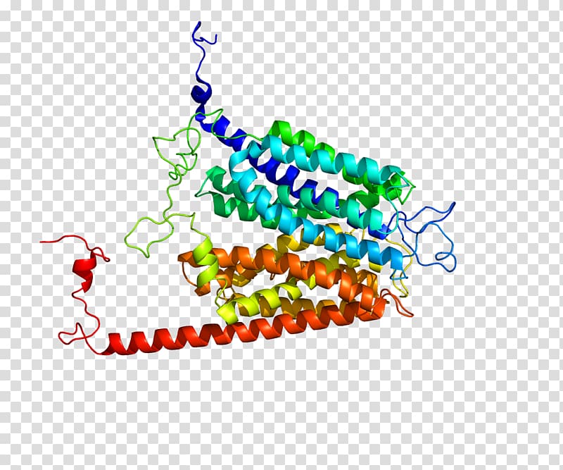 Glucose transporter SLC2A7 Membrane transport protein GLUT4, others transparent background PNG clipart