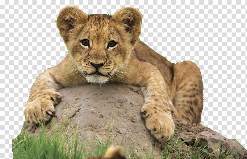 Desktop Cheetah Lion Animal High-definition video, safari transparent background PNG clipart