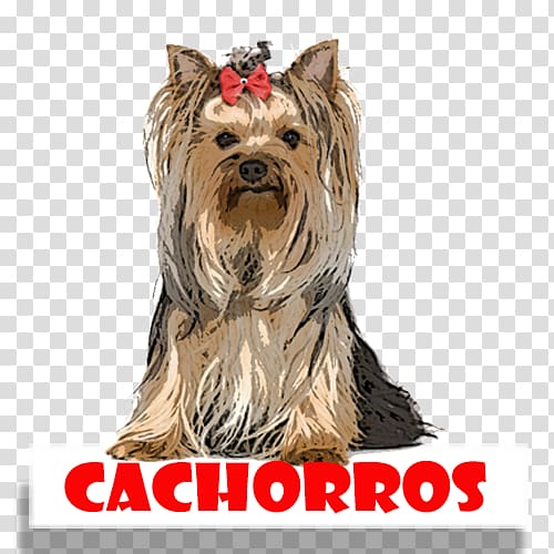 Yorkshire Terrier Australian Silky Terrier Cairn Terrier Companion dog Dog breed, puppy transparent background PNG clipart