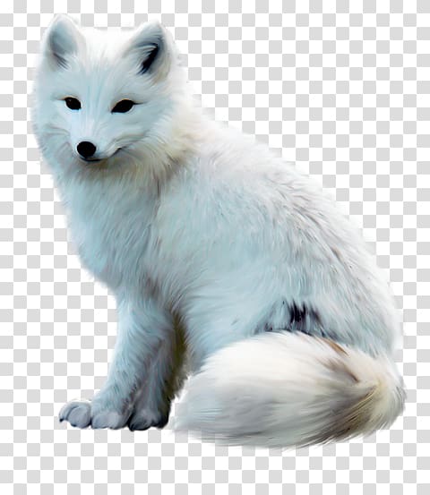 are arctic foxes cats or dogs