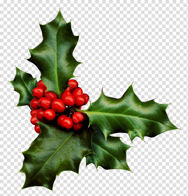 Common holly Desktop , berries transparent background PNG clipart