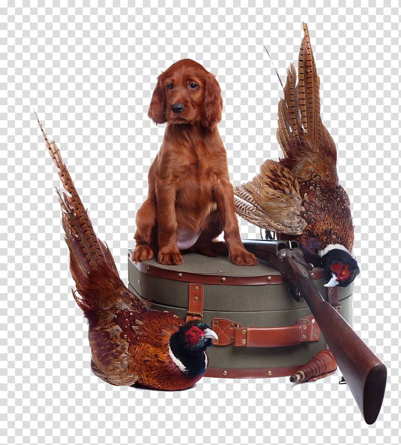 Irish Setter Gordon Setter Irish Red and White Setter Puppy, Pheasant on a leather suitcase transparent background PNG clipart