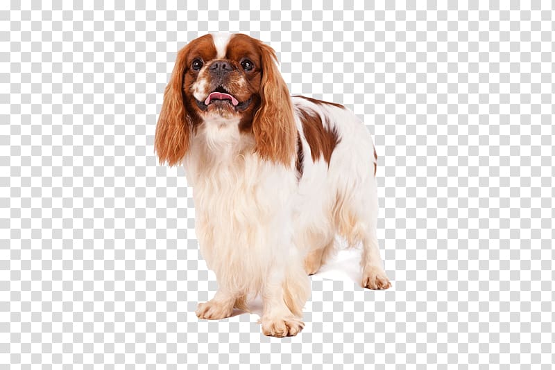 Welsh Springer Spaniel Cavalier King Charles Spaniel Dog breed Westminster Kennel Club Dog Show, puppy transparent background PNG clipart