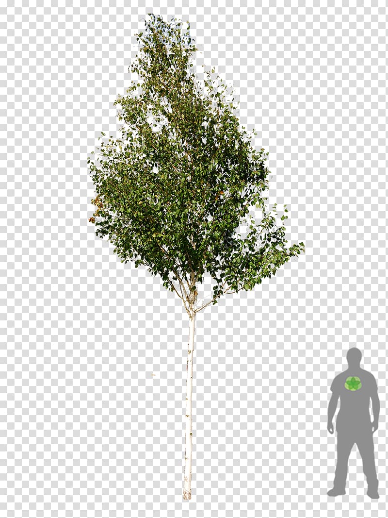 green tree, Tree Woody plant Betula utilis Silver birch, tree plan transparent background PNG clipart