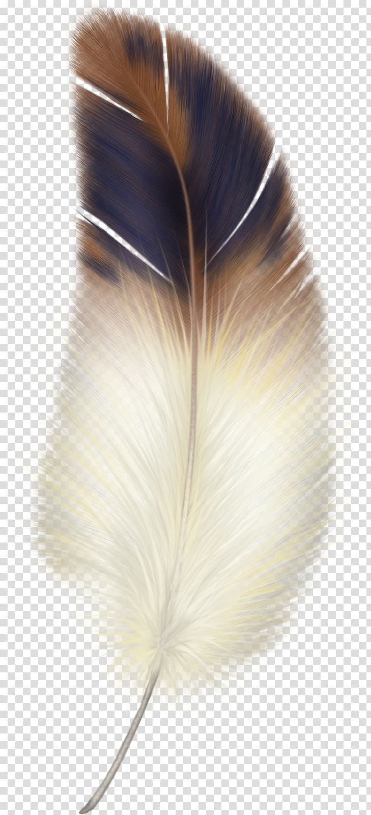 Bird Eagle feather law , Bird transparent background PNG clipart